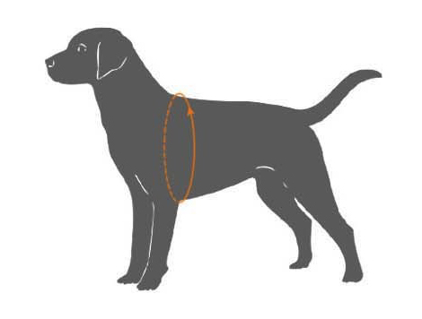 pomiar psa do szelek norweskich