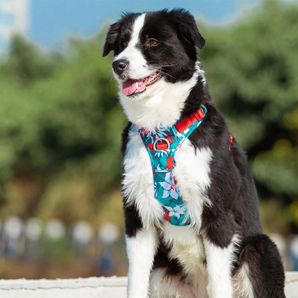 Szelki dla psa Truelove Country Front Line Premium Tropical turkus