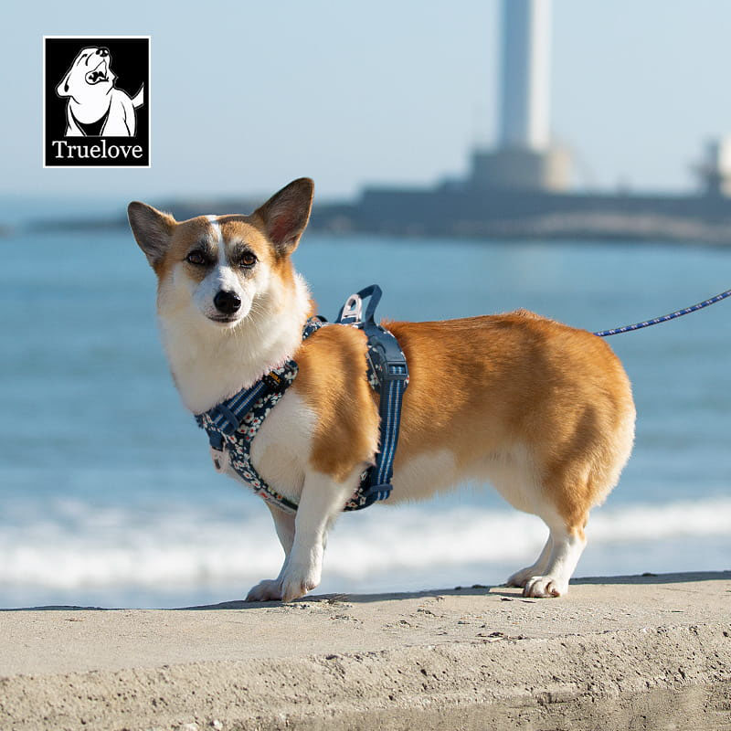 Szelki Truelove Blossom Premium, seria Front Line, granatowo-białe, wzmocnione, granatowe szelki na Corgim